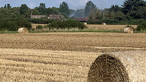 Harvest Field